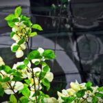 481开奖走势图最新数据分析与历史规律深度解析 cfj09lit02