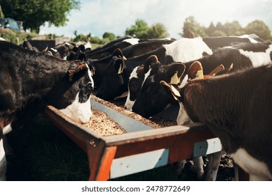 2025233期开奖结果最新公布与详细分析